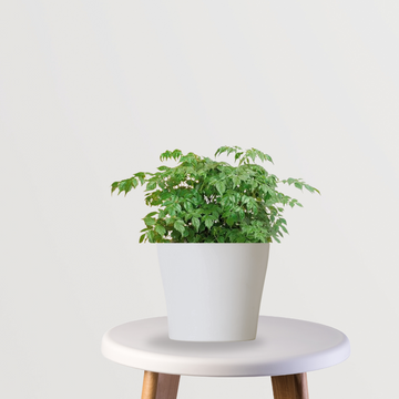 Small indoor China Doll plant